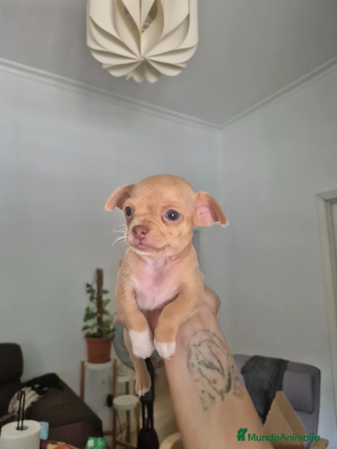 Chihuahua perros en venta: Chihuahua exotica  en Sevilla - Anuncio 2