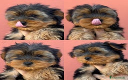 Yorkshire Terrier perros en venta: YORKSHIRE, 2 MESES ⭐ - Imagen 1
