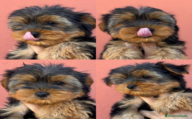 Yorkshire Terrier perros - Anuncio 1