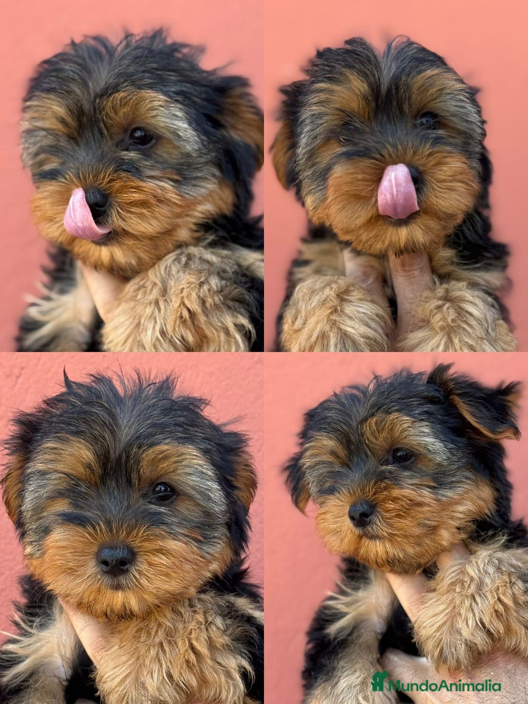 Yorkshire Terrier perros en venta: YORKSHIRE, 2 MESES ⭐ - Imagen 1