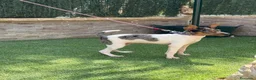 Gos Rater Valencià perros en venta: Cachorra ratonera merle  - Anuncio 4