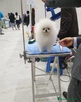 Pomerania perros en Badajoz - Anuncio 5