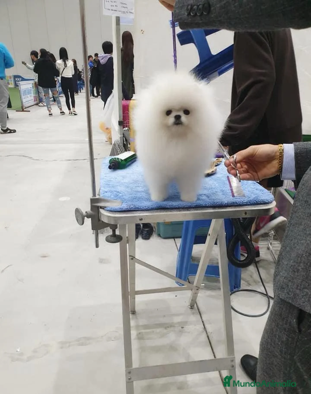 Pomerania perros en venta: PELUCHITOS ENANOS !!!! en Badajoz - Anuncio 3
