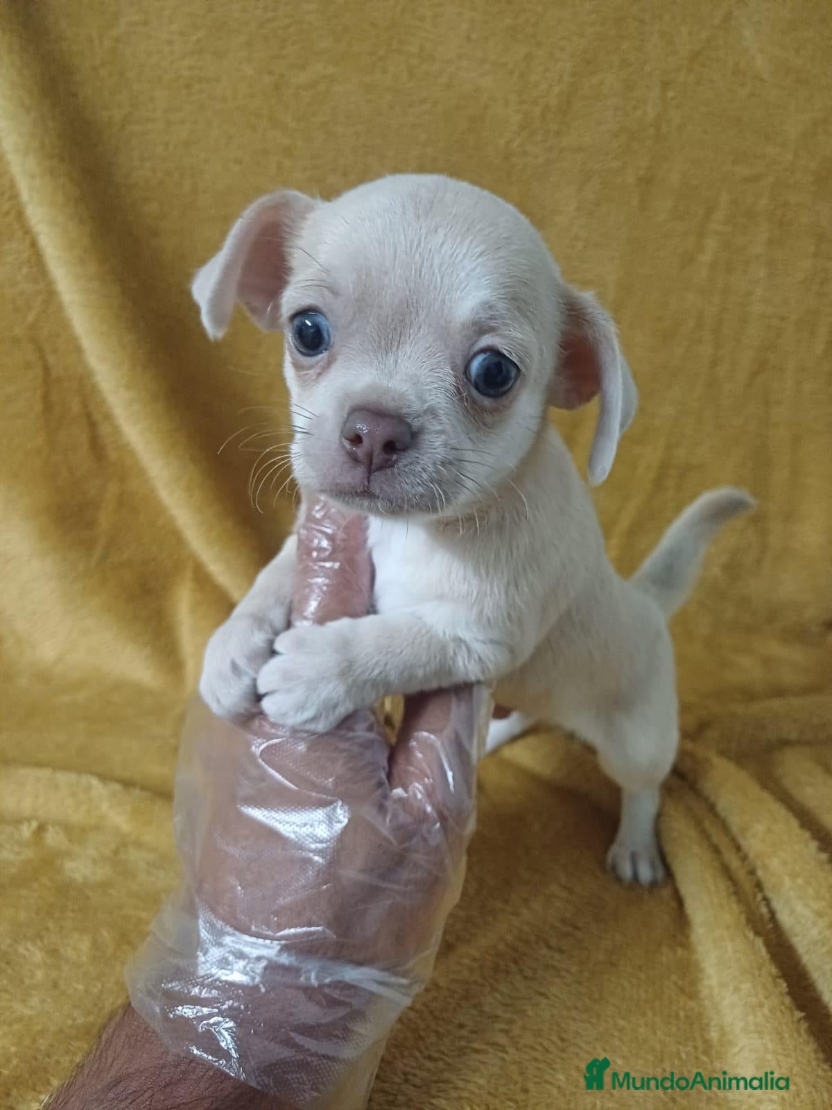 Chihuahua perros Chihuahua  - Anuncio 3