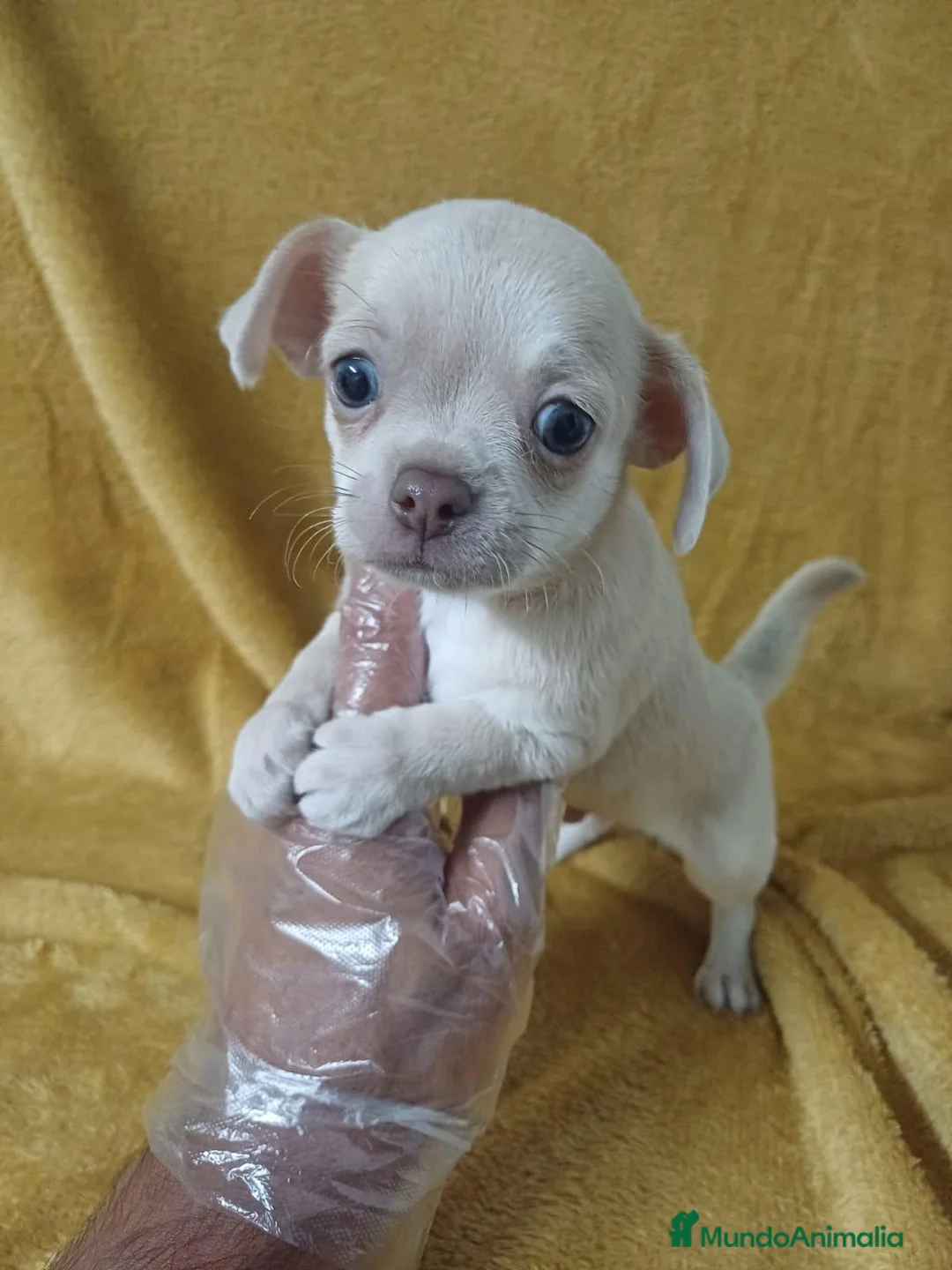 Chihuahua perros en venta: Chihuahua  - Anuncio 1