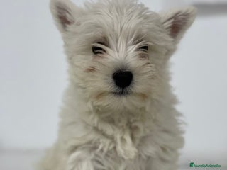 West Highland White Terrier perros - Anuncio 3