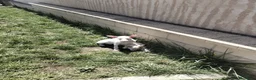 Podenco Andaluz perros en venta: Podenco blanco  - Anuncio 2