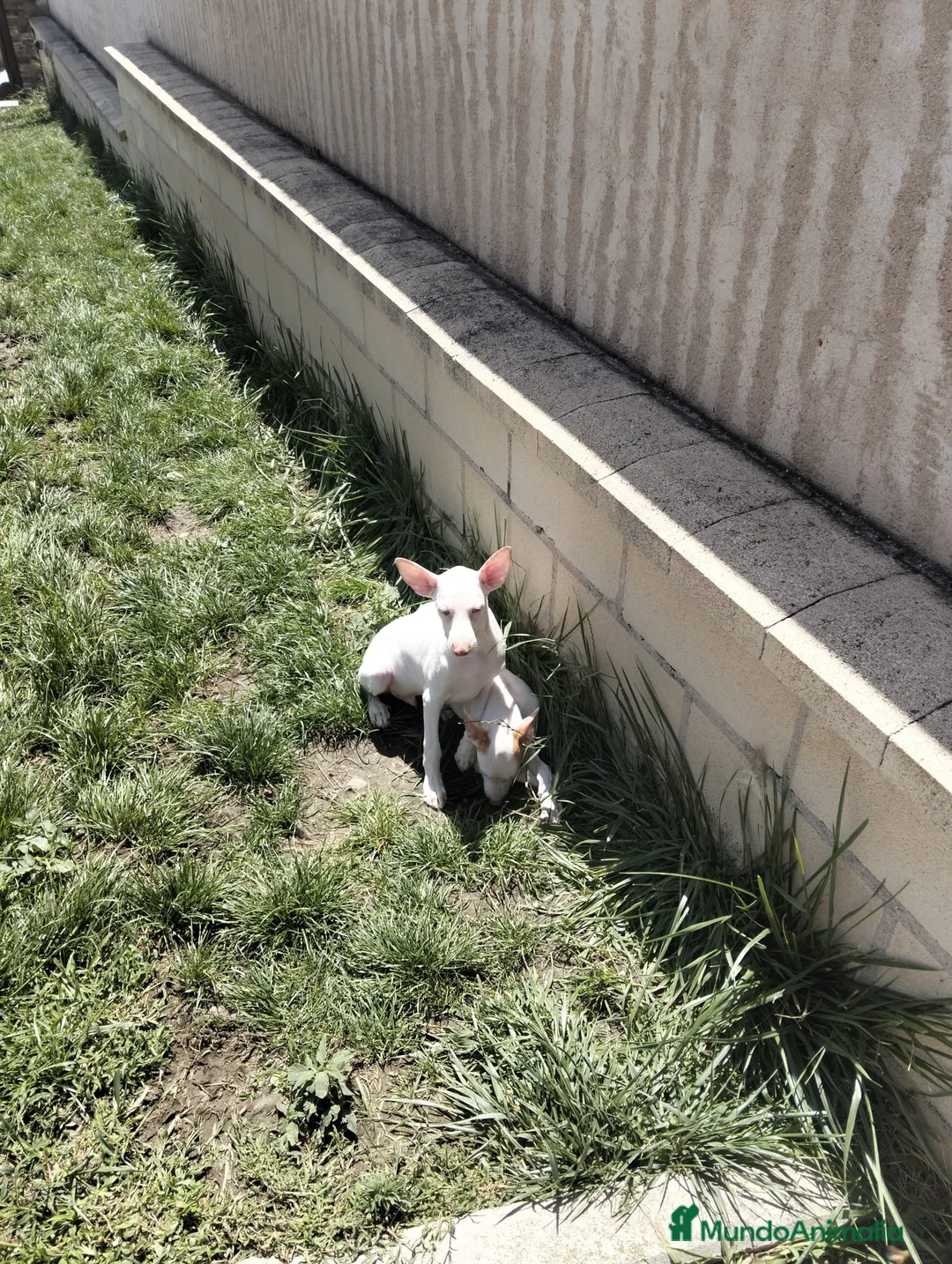 Podenco Andaluz perros en venta: Podenco blanco  - Anuncio 2