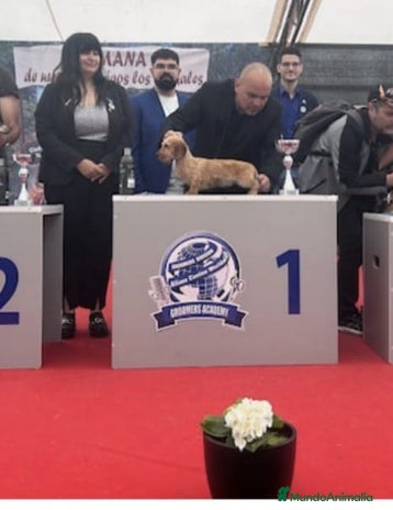 Teckel perros - Anuncio 1