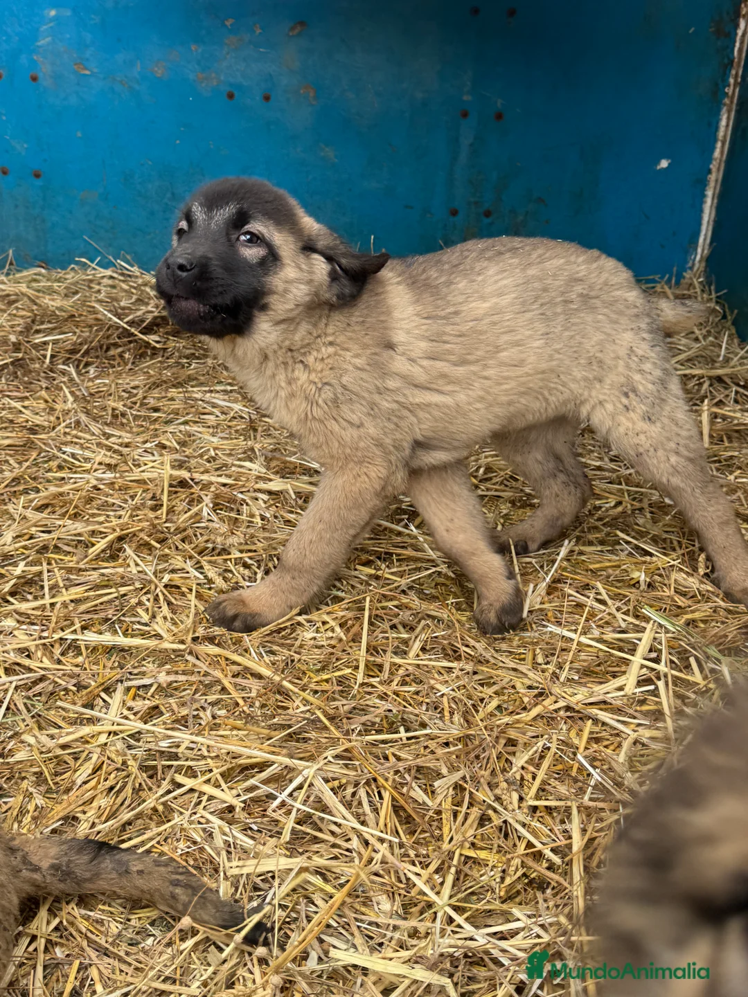 Mastín Español perros en venta: Mastin Español PURO - Anuncio 12