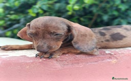 Teckel Miniatura perros en venta: Cachorrito teckel precio real  - Imagen 2