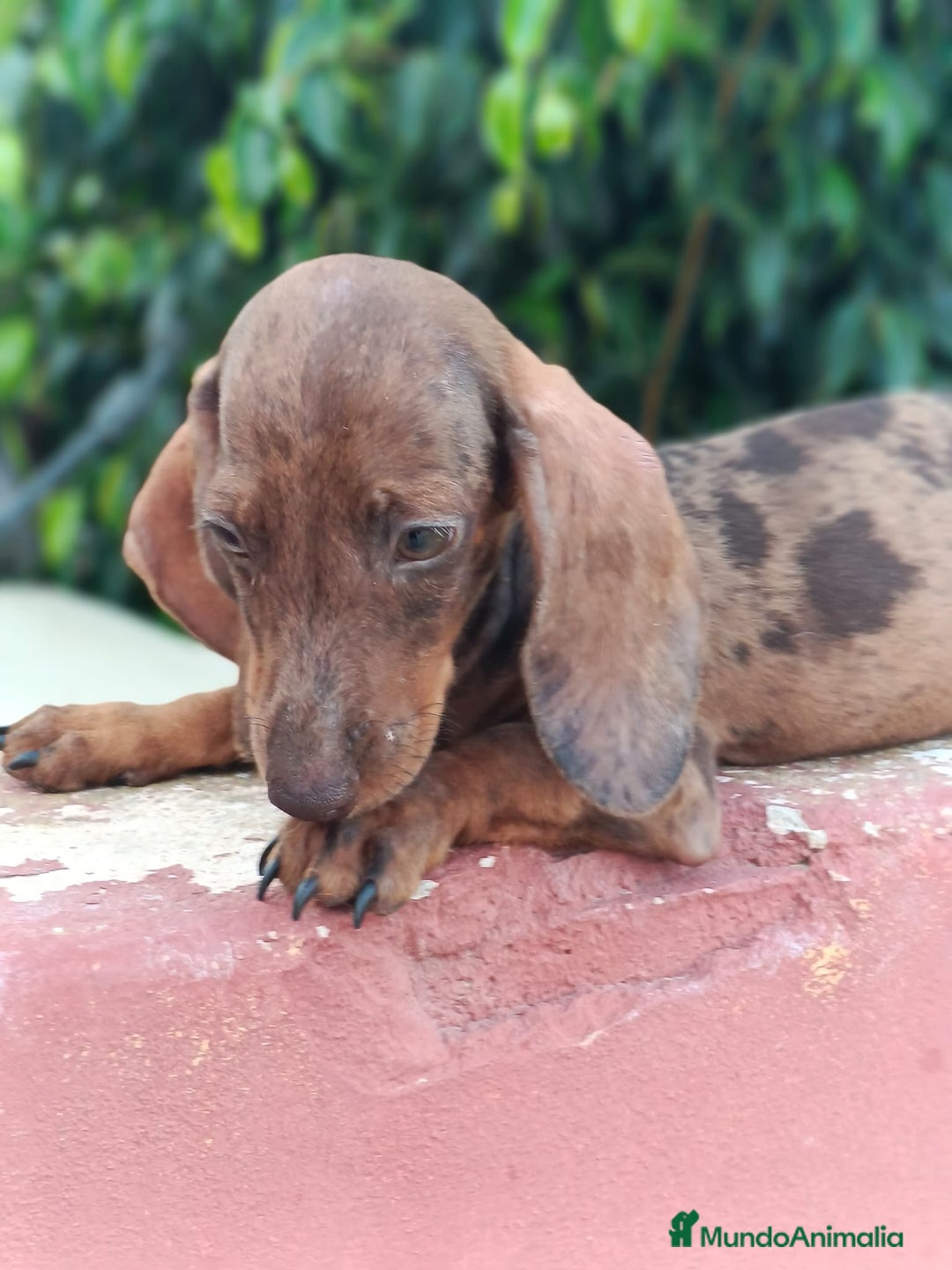 Teckel Miniatura perros en venta: Cachorrito teckel precio real  - Imagen 2