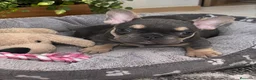 Bulldog Francés perros en venta: PRECIOSAS HEMBRAS TOY EXÓTICAS  - Anuncio 4