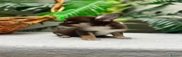 Chihuahua perros en venta: CHIHUAHUA CHOCOLATE - Anuncio 30