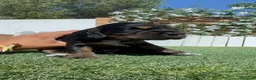 Cocker Spaniel Inglés perros en venta: COCKER SPANIEL INGLES - Anuncio 13
