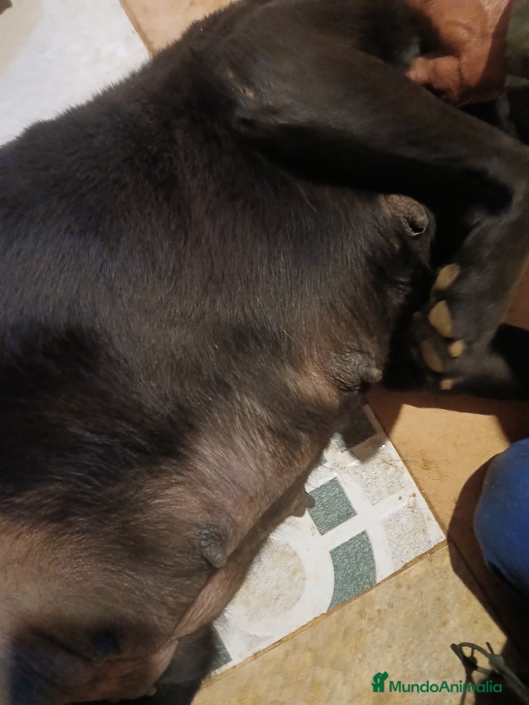 Labrador Retriever perros en venta: Cachorros de Labrador Retriever - Anuncio 5