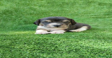 Beagle perros - Anuncio 3