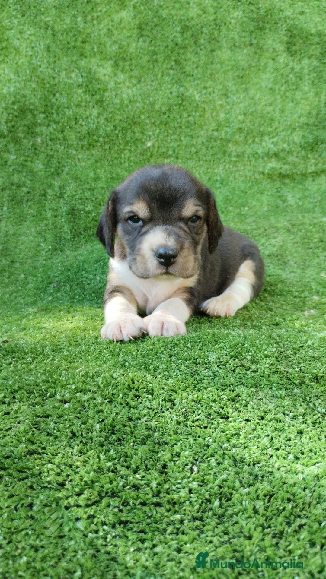 Beagle perros en venta: Beagle - Imagen 3