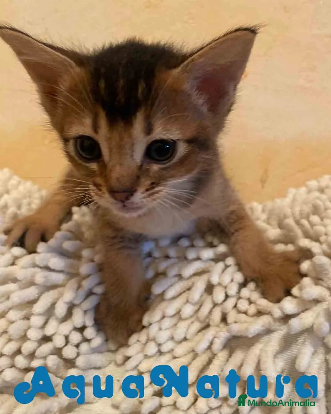 Abisinio gatos en venta: Abisinio Hembra de Santa 1837 - AQUANATURA en Barcelona - Anuncio 5