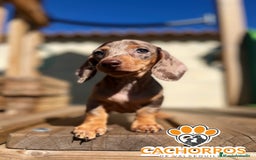 Teckel perros en venta: Teckel Arlequin chocolate - Imagen 10