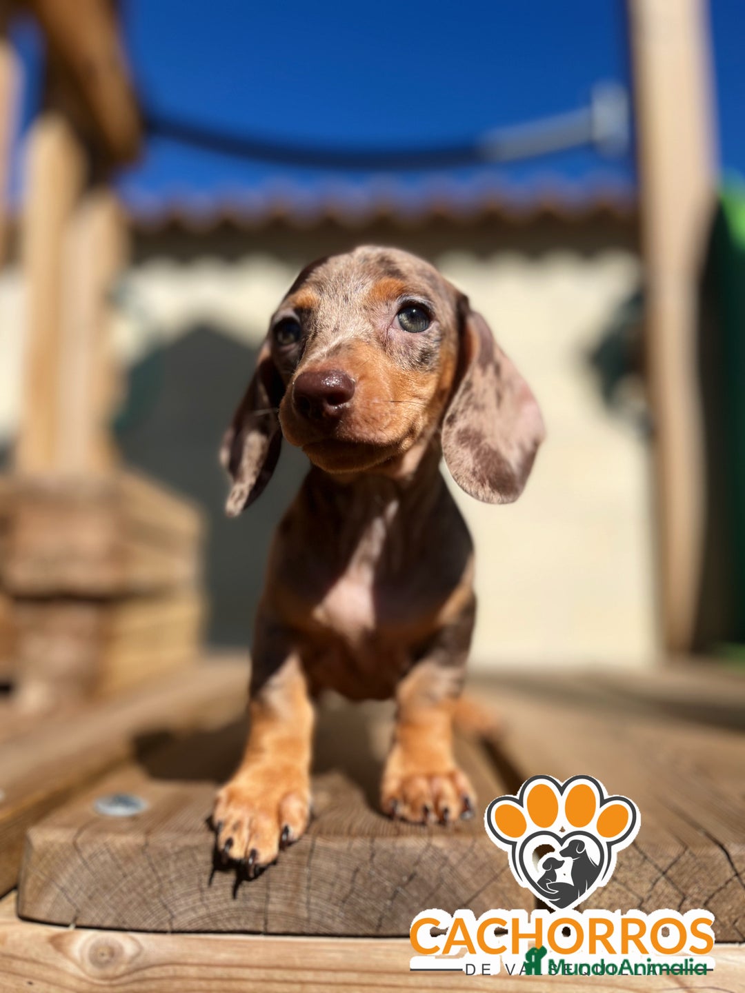 Teckel perros en venta: Teckel Arlequin chocolate - Imagen 10