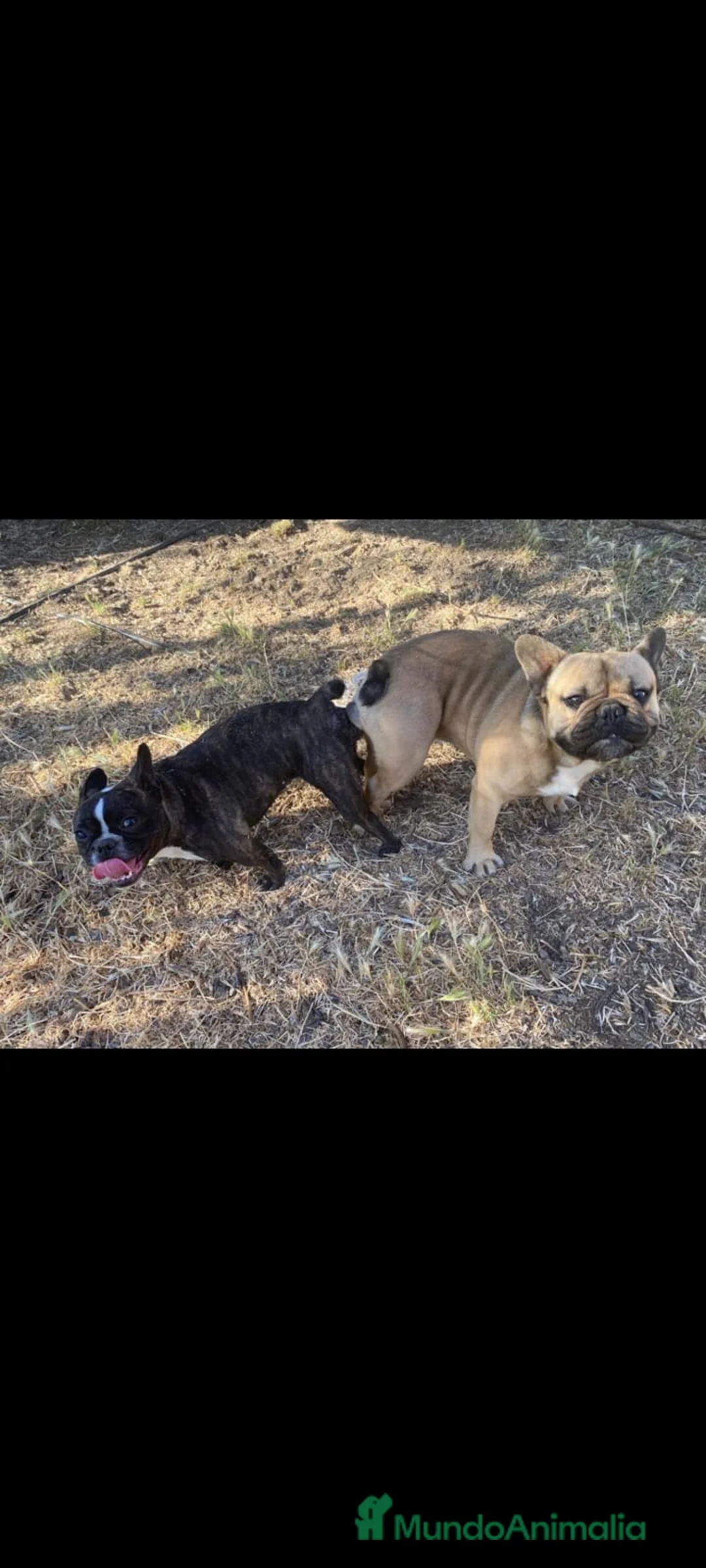 Bulldog Francés perros en venta: Cachorros de bulldog Francés  - Anuncio 1