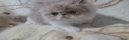Persa gatos en venta: Persa de pelo largo - Anuncio 1