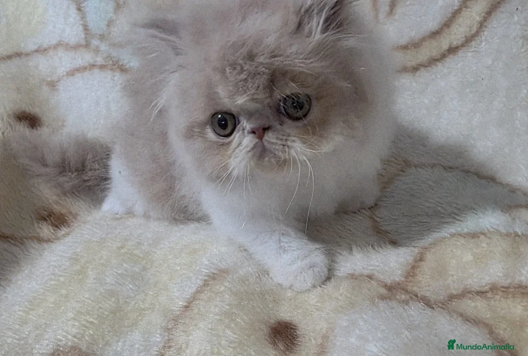 Persa gatos en venta: Persa de pelo largo - Anuncio 1