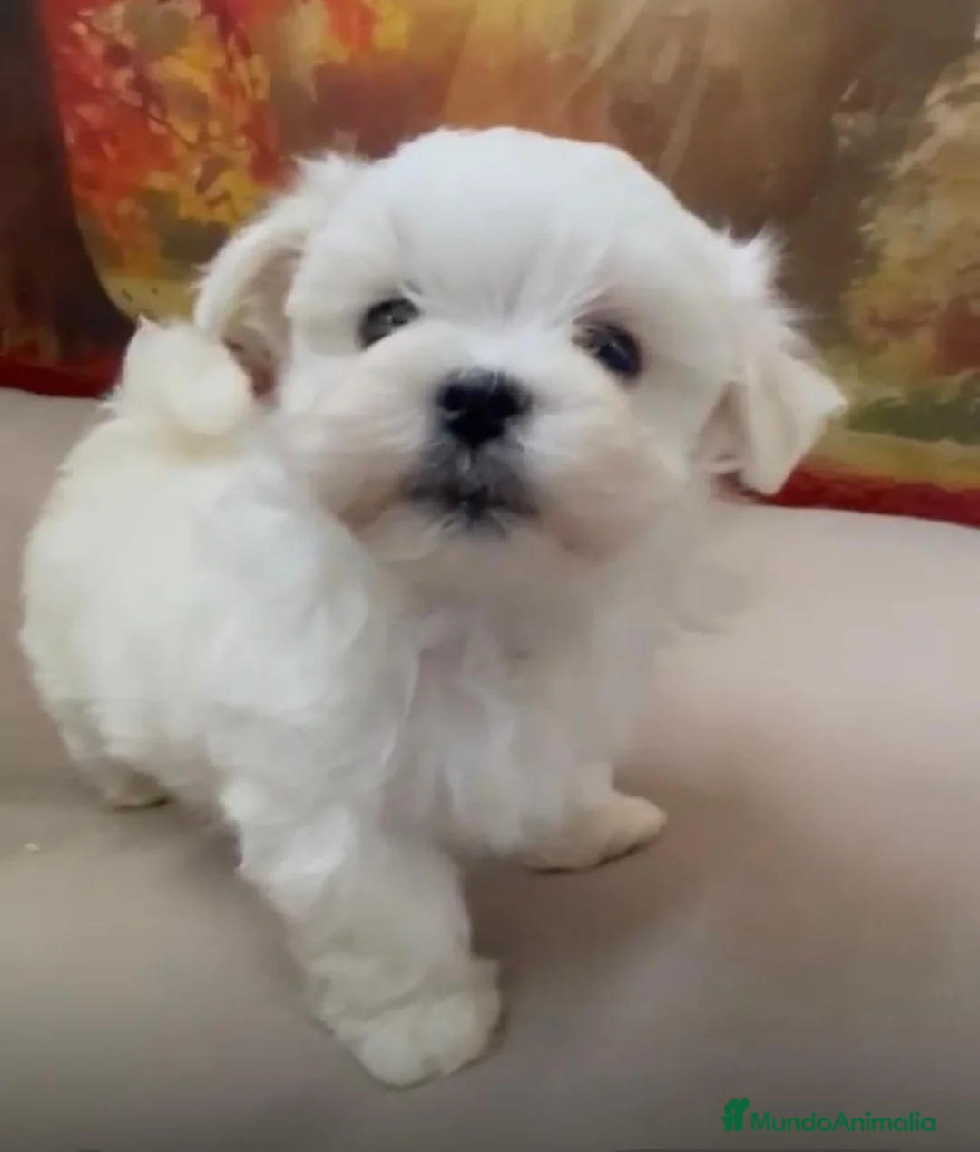 Bichón Maltés perros en venta: Bichon Maltés Macho !!! - Anuncio 2
