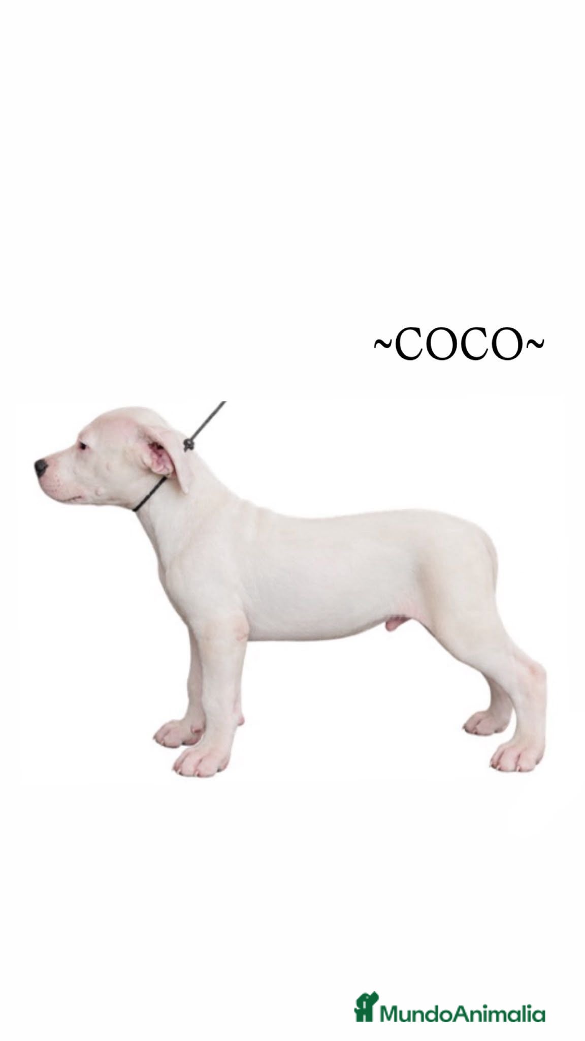 Dogo Argentino perros Disponible Machos Dogo Argentino  - Anuncio 1