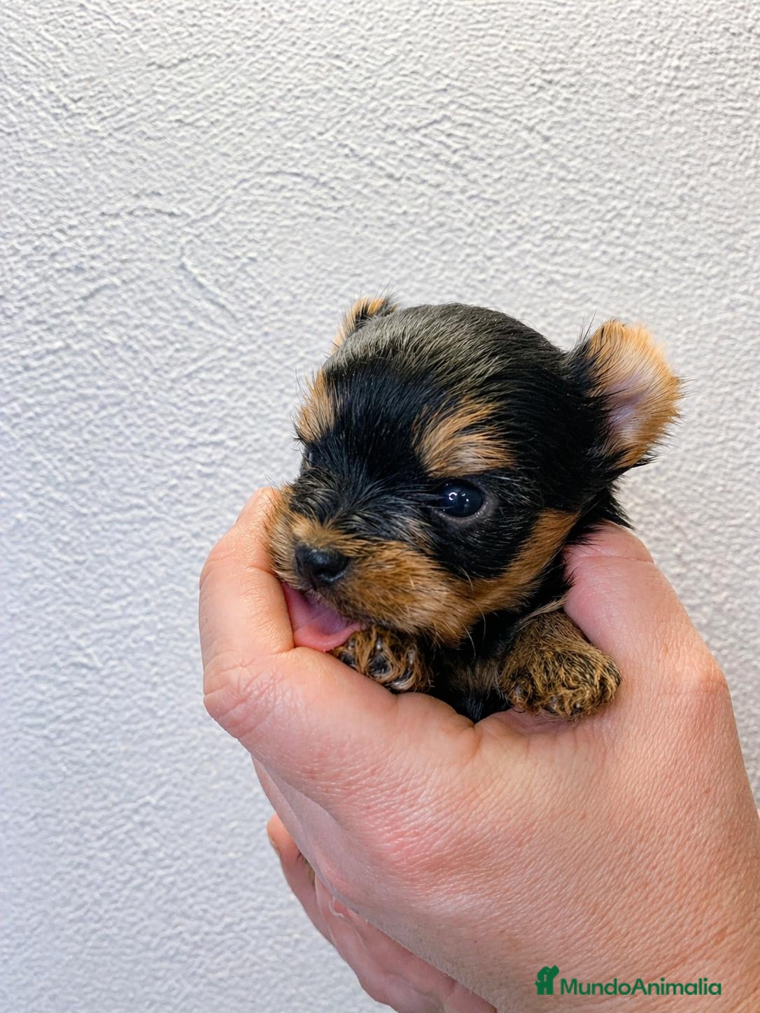 Yorkshire Terrier perros 🐾 Yorkshire Terrier - Anuncio 1