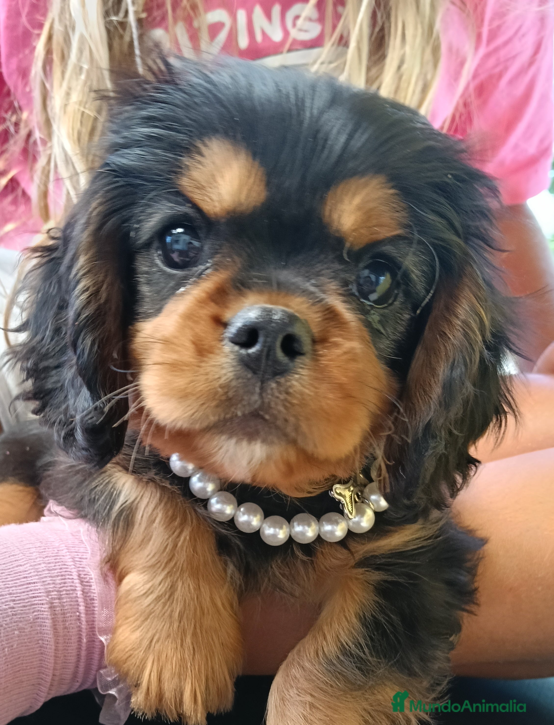 Cavalier King Charles Spaniel perros Precioso Cavalier negro fuego. - Anuncio 2