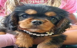 Cavalier King Charles Spaniel perros en venta: Precioso Cavalier negro fuego. - Anuncio 1