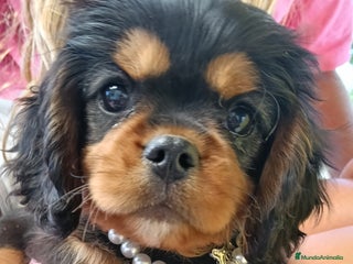 Cavalier King Charles Spaniel perros Precioso Cavalier negro fuego. - Anuncio 1