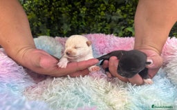 Shiba Inu perros en venta: CACHORROS SHIBA INU - Imagen 2