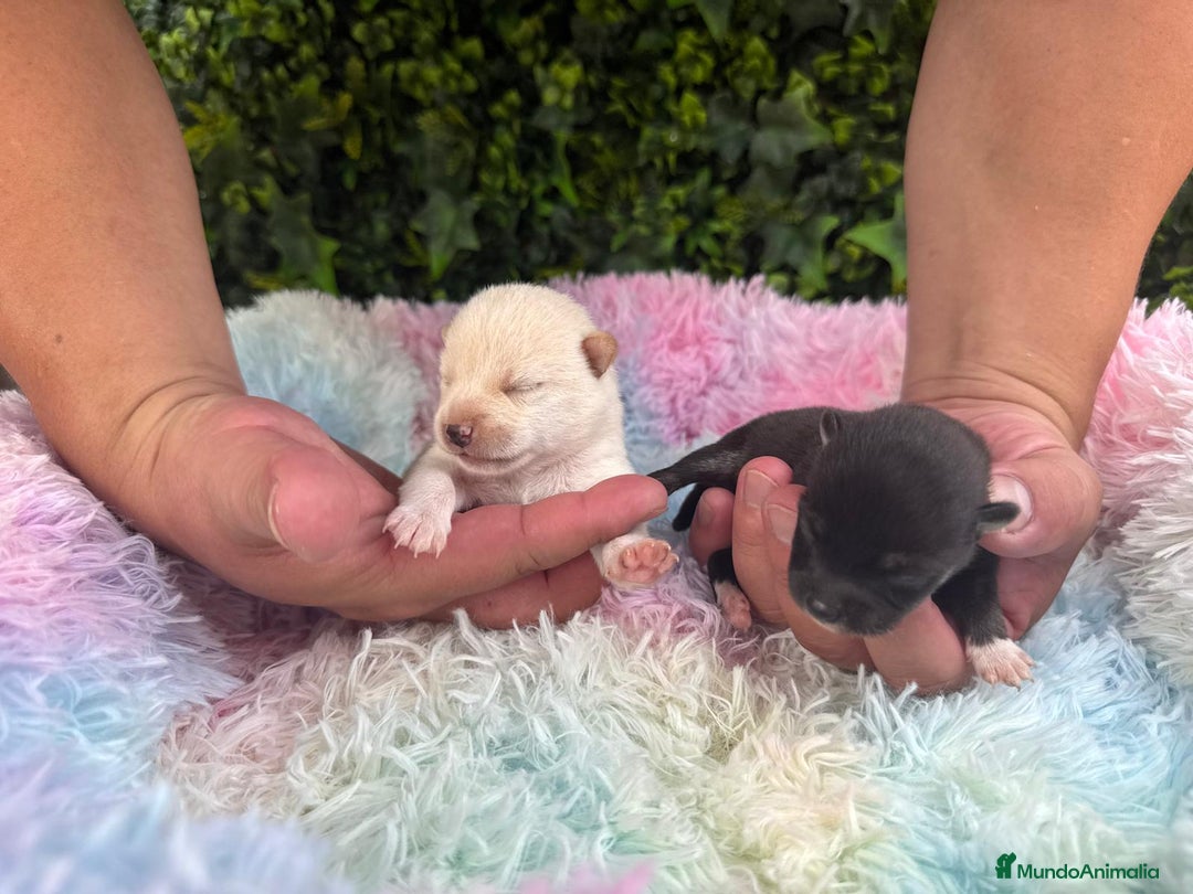 Shiba Inu perros en venta: CACHORROS SHIBA INU - Imagen 2