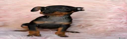 Pinscher Miniatura perros en venta: MINIPINSCHER OPORTUNIDAD - Anuncio 3