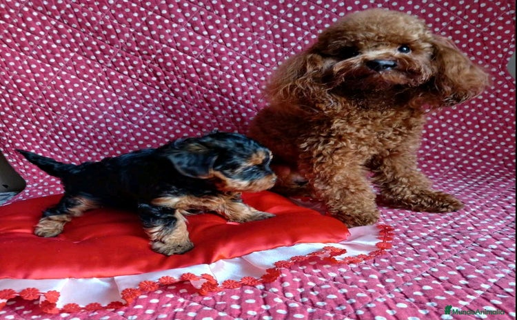 Caniche Toy perros - Anuncio 1