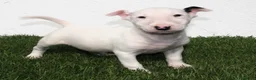 Bull Terrier perros en venta: Bull Terrier  - Anuncio 13