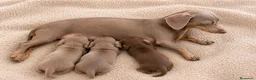 Teckel Miniatura perros en venta: Teckel Miniatura Isabella Macho - Anuncio 2
