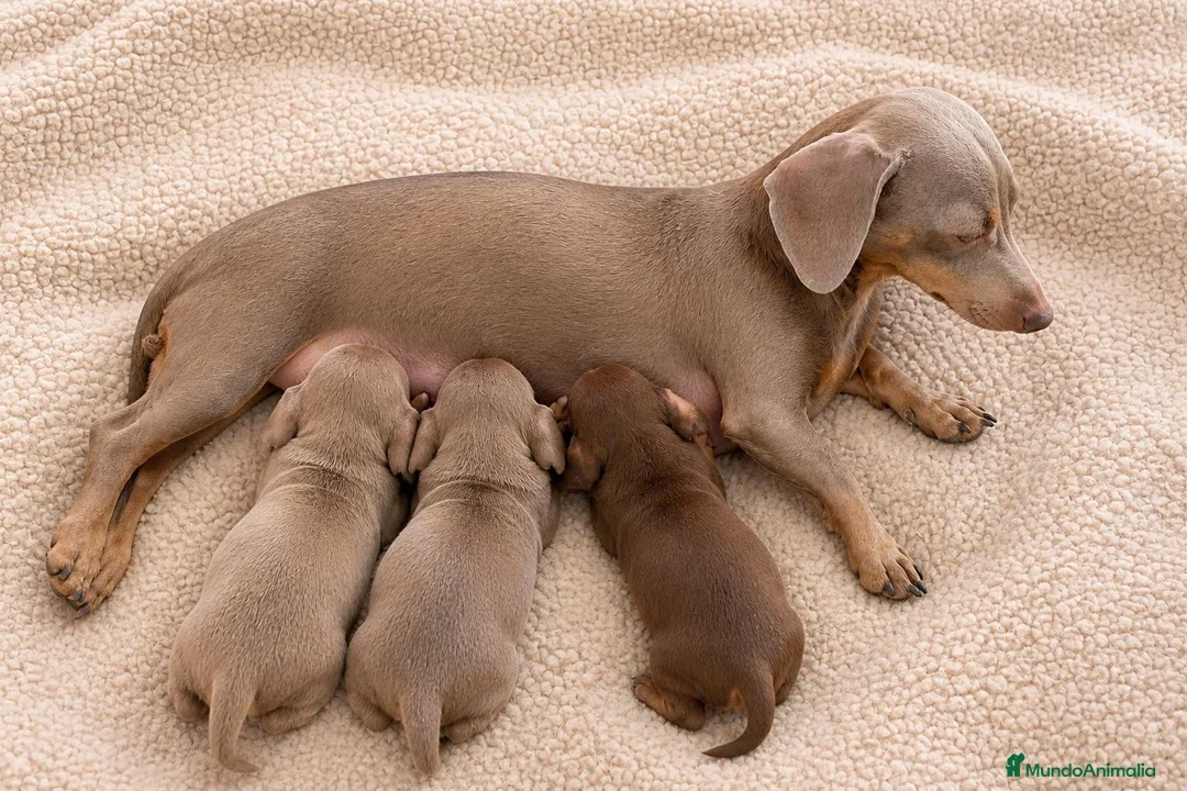 Teckel Miniatura perros en venta: Teckel Miniatura Isabella Macho - Anuncio 2