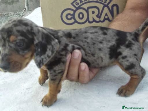 Teckel Miniatura perros teckel miniatura  - Anuncio 1