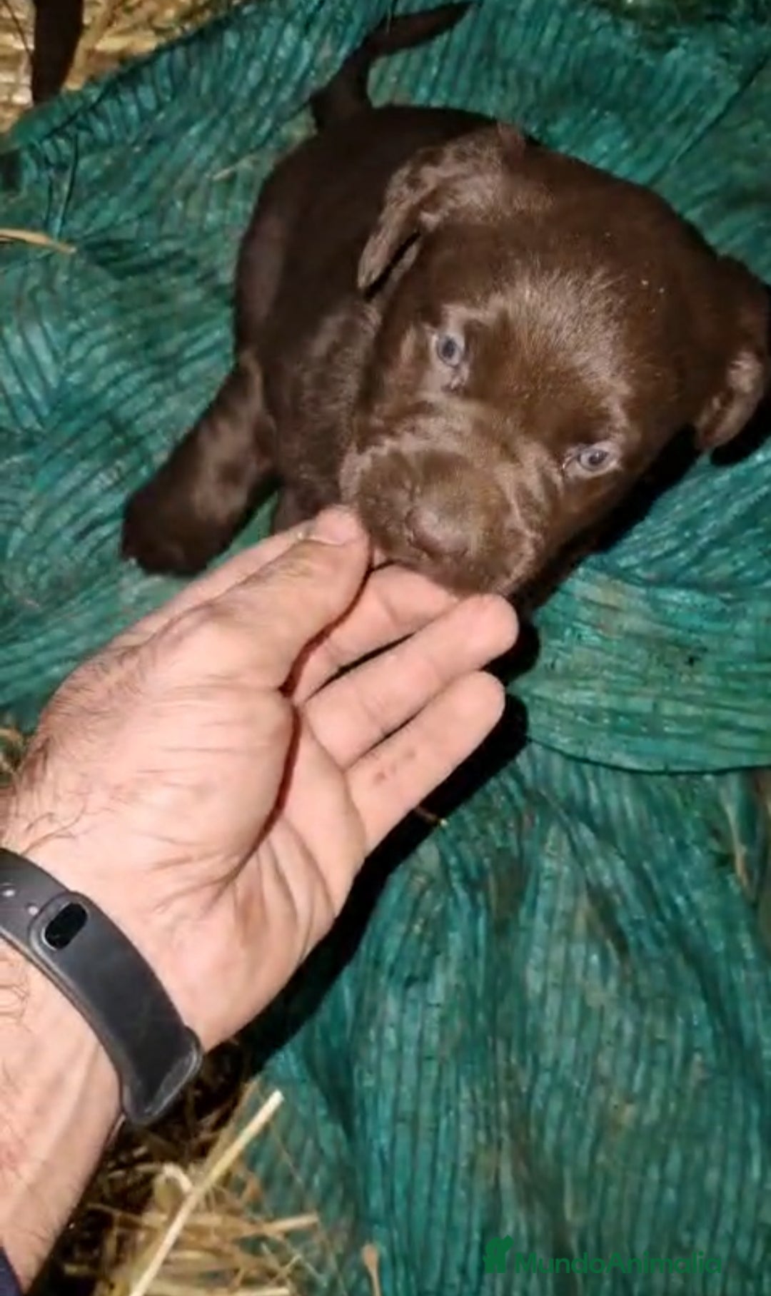 Labrador Retriever perros en venta: Cachorros de Labrador chocolate  - Anuncio 2