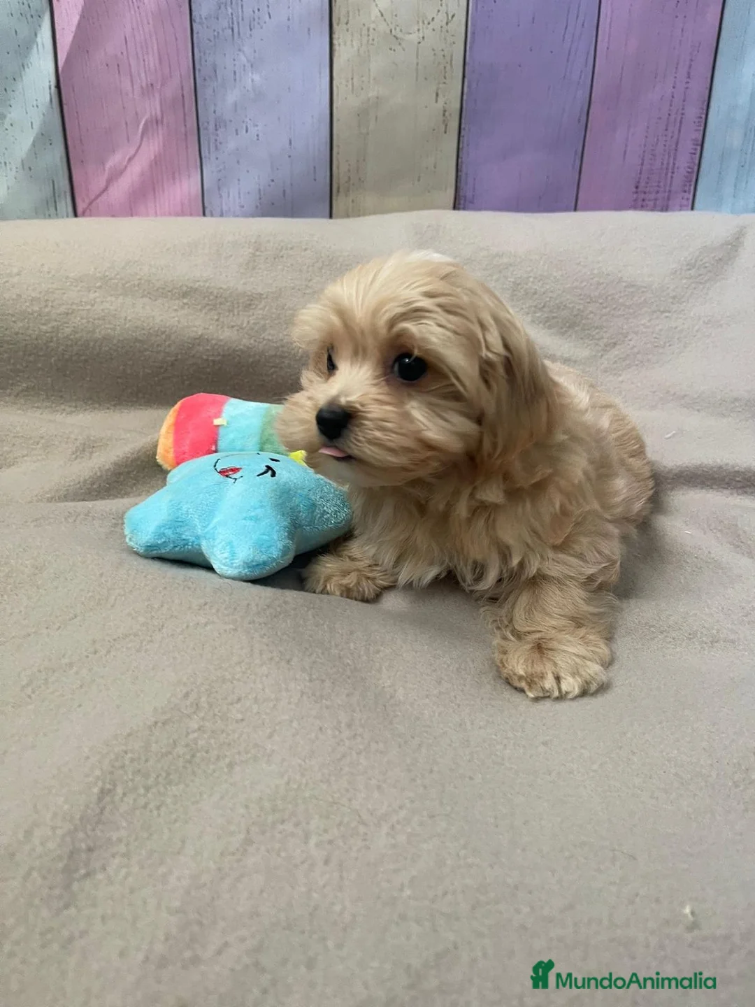 Maltipoo perros en venta: Maltipoo listos para entregar  - Anuncio 3