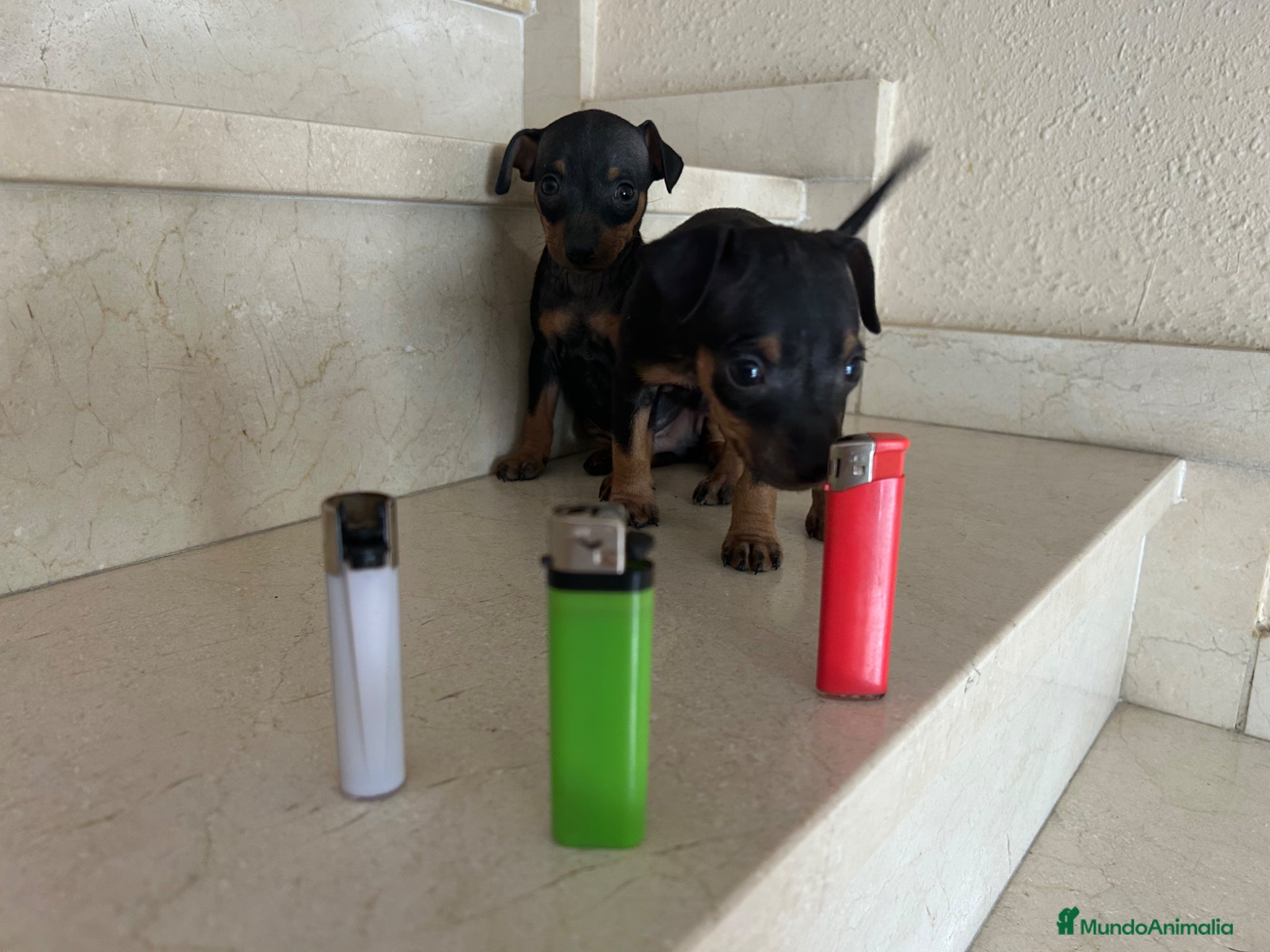 Pinscher Miniatura perros Mini Pincher De Máxima Calidad MINIS - Anuncio 1