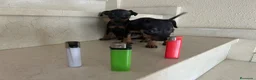 Pinscher Miniatura perros en venta: Mini Pincher De Máxima Calidad MINIS - Anuncio 1