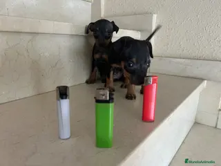 Pinscher Miniatura perros Mini Pincher De Máxima Calidad MINIS - Anuncio 1