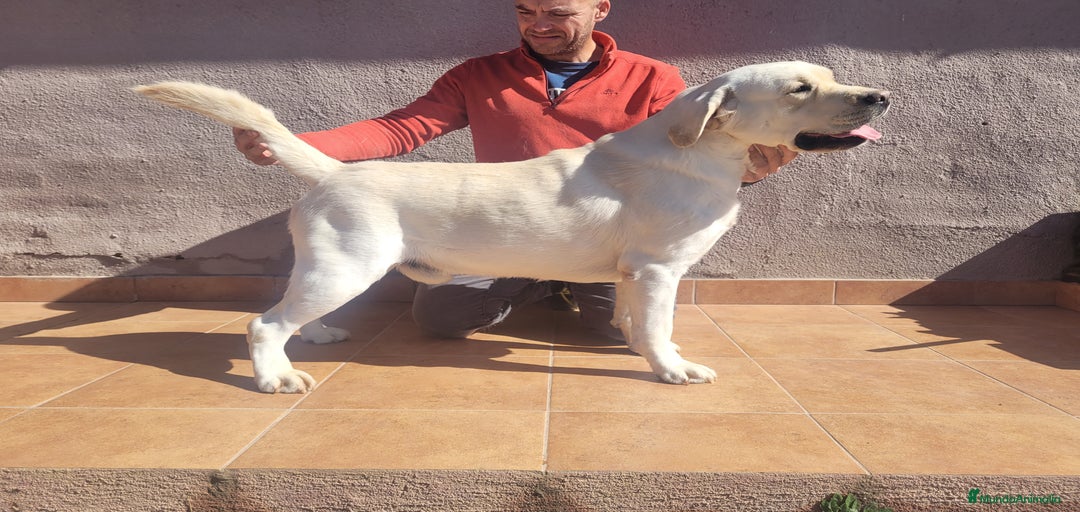 Imagen de galería {{count}}