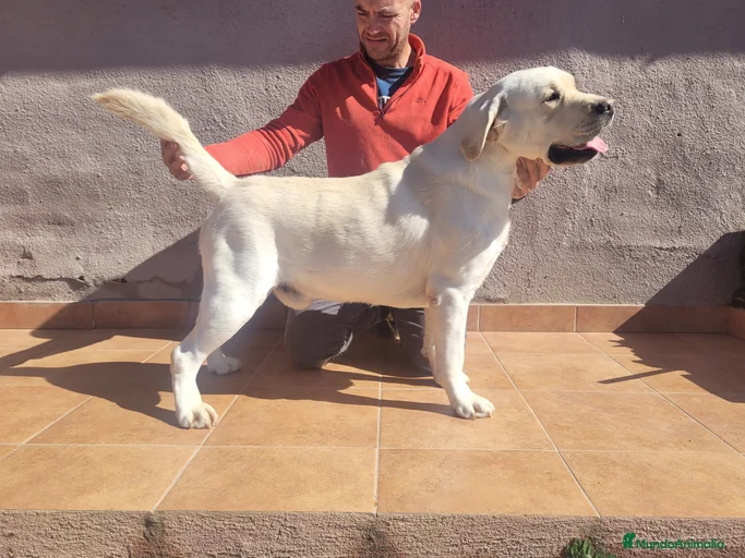 Imagen de galería {{count}}