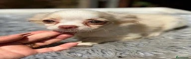 Chihuahua 1